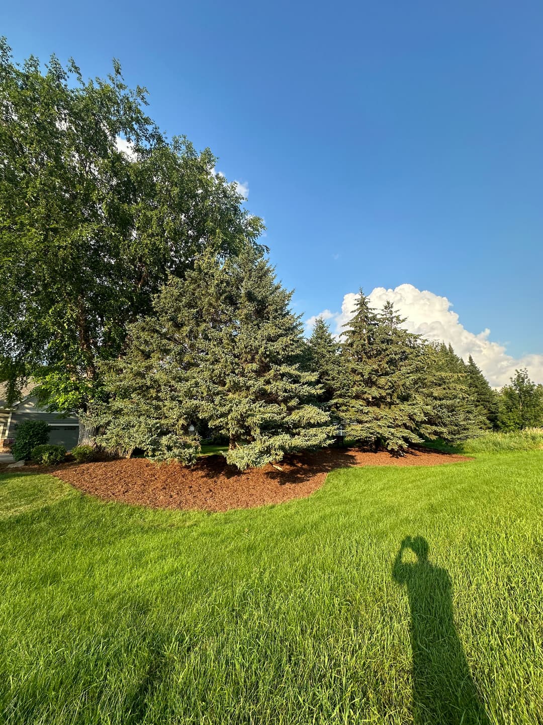 Lush green lawn with tall evergreens and fresh mulch under a clear blue sky.