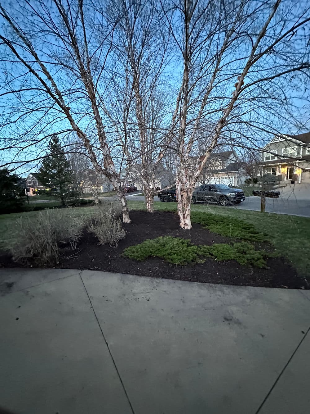 Birch trees in a landscaped yard at dusk, with shrubs and a nearby black car.